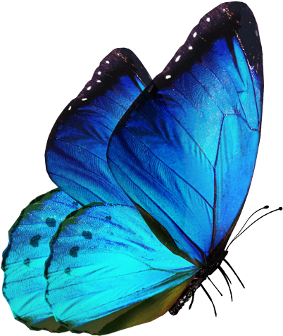 butterfly png