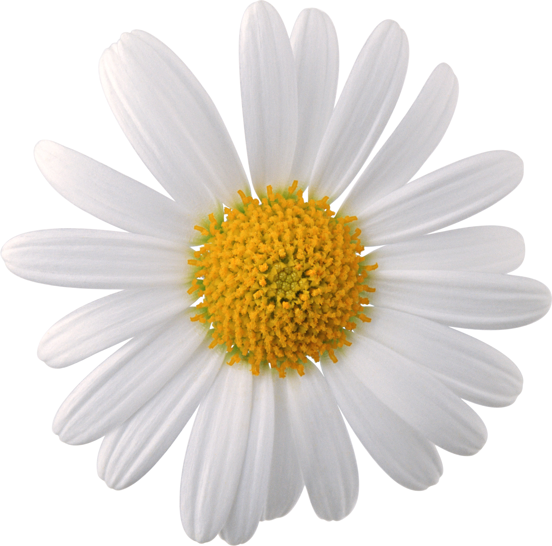chamomile png