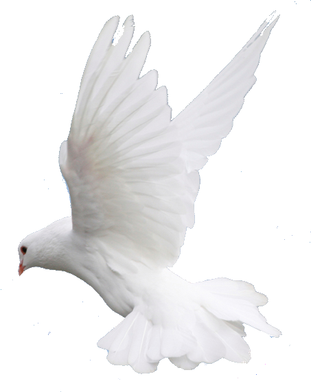 dove png